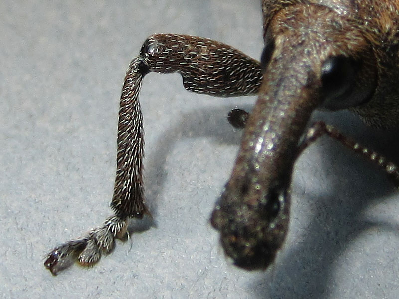 Curculionidae: Lepirus capucinus